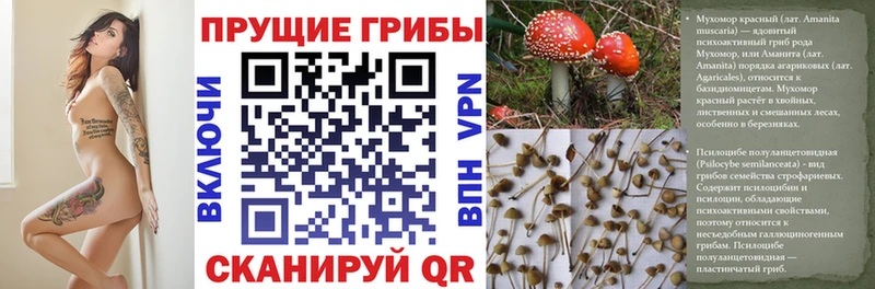 Псилоцибиновые грибы мицелий  Жуковский 